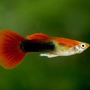 Poecilia ret.   Guppy red tuxedo XL